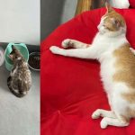 sáng tác truyện ngắn động vật